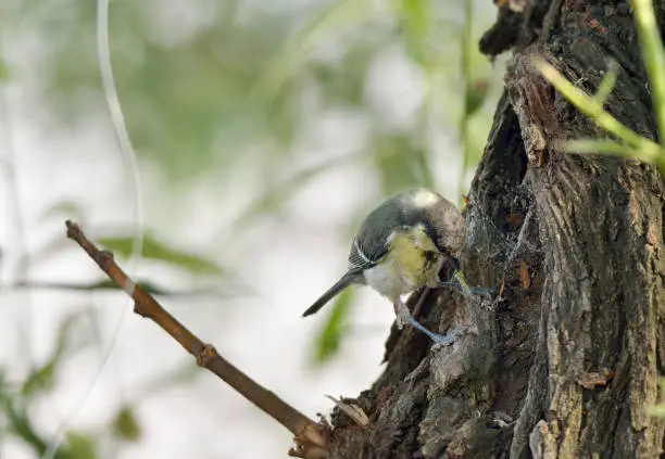 Photo of A black head bird