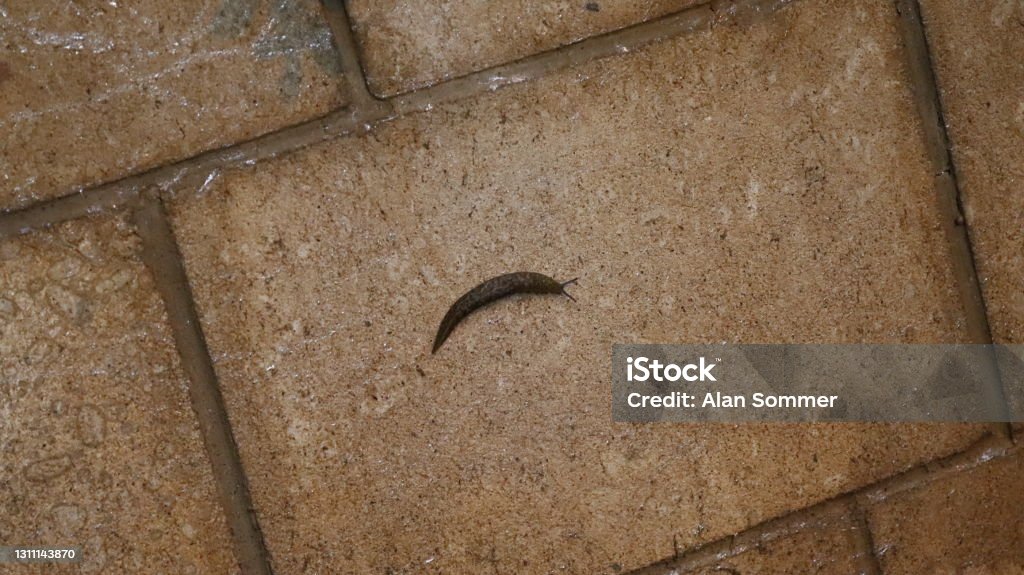 Snail Withouta Shell Big Snail Without Shell Over A Nice Texture Brick Wall Floor Stock ...