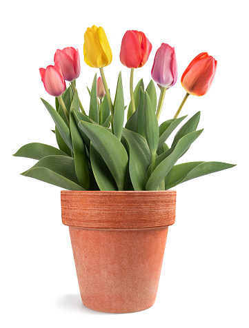 tulips flowers in vase isolated on white background