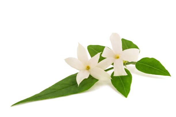Jasmine branch with flowers Jasmine branch with flowers isolated on white background jasminum officinale stock pictures, royalty-free photos & images