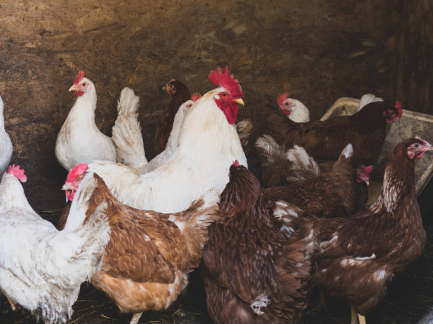 istock chickens and a rooster walk around the chicken coop 1311144978