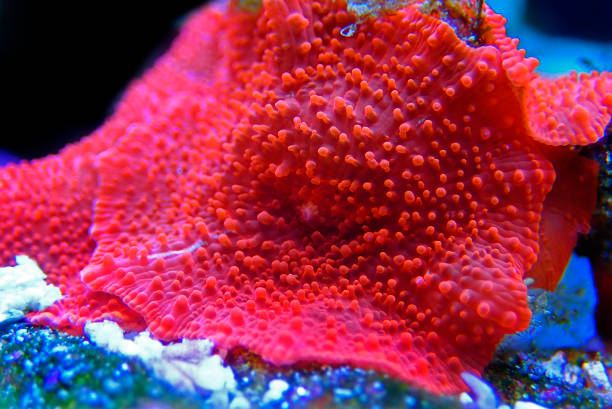 Red Discosoma bright mushroom soft coral - Discosomatidae sp.