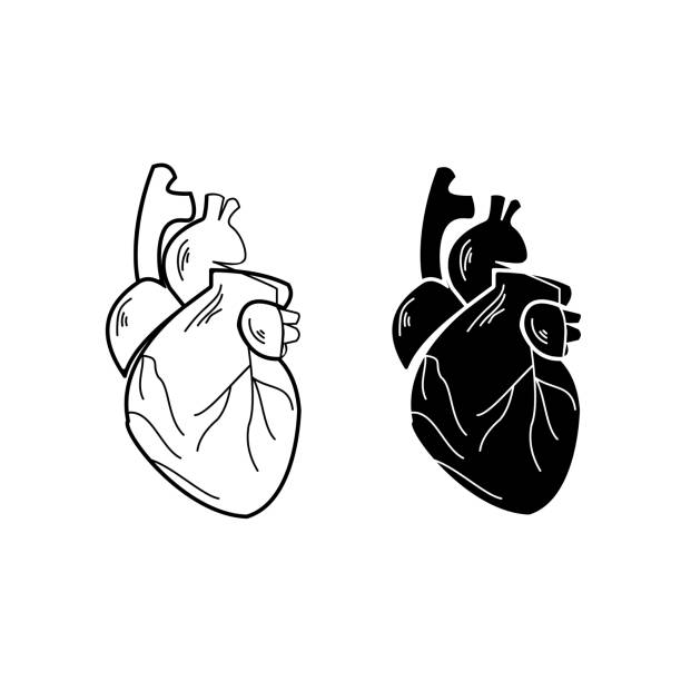 ilustraciones, imágenes clip art, dibujos animados e iconos de stock de representación esquemática del corazón humano, contorno y silueta de un órgano interno - pumping blood illustrations