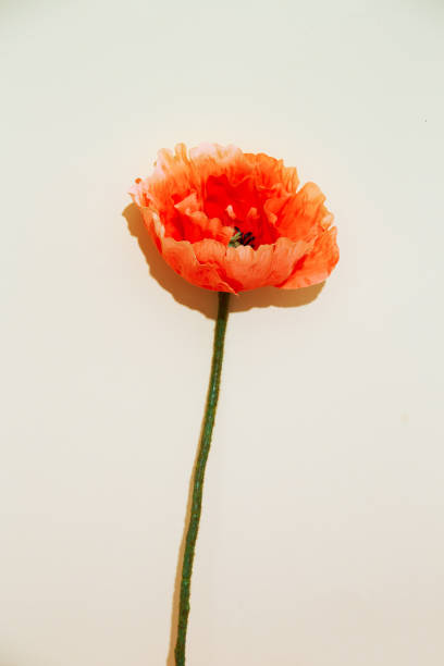 istock Decor flowers Poppy in white minimal space. Spring,summer, greeting card, invitation concept. 1311146343