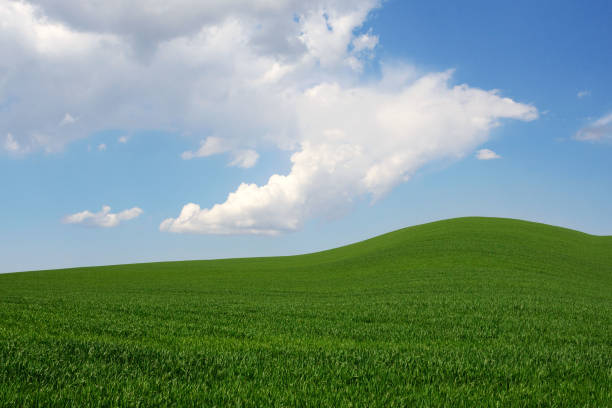 istock Fresh green young wheat on a background of blue sky with clouds. 1311146463