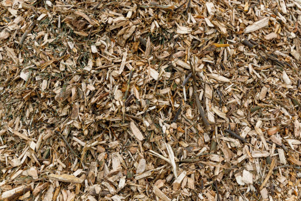 istock wood chips fuel for biomass energy plant 1311146665