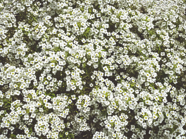White Phlox flowers, close-up. Space for text.