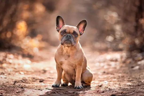Small fawn French Bulldog dog sitting in forest with beautiful orange light