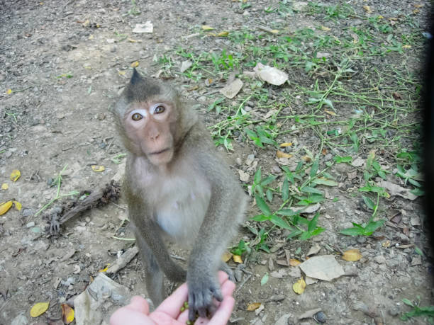 Monkey monkeys at zoo. Primates in captivity.