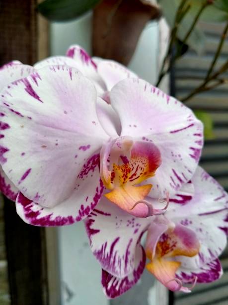 istock Purple and white blooming orchid flowers in spring day 1311149934