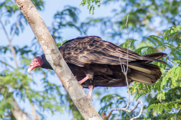 istock Turkey vulture Cathartes aur 1311150489
