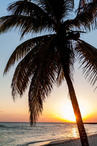 istock Evening on a beach in Playa Giron village, Cub 1311150527