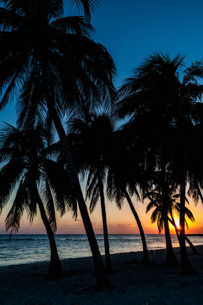istock Evening on a beach in Playa Giron village, Cub 1311150533