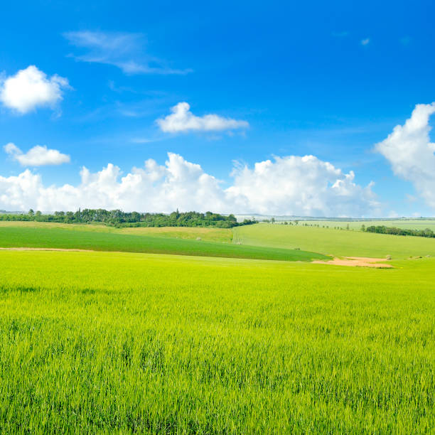istock Green wheat field and blue cloudy sky. 1311150686