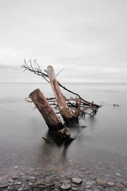 Broken tree in the Lake Ontario stock photo