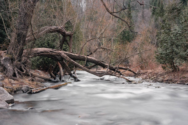 Broken tree above the stream stock photo
