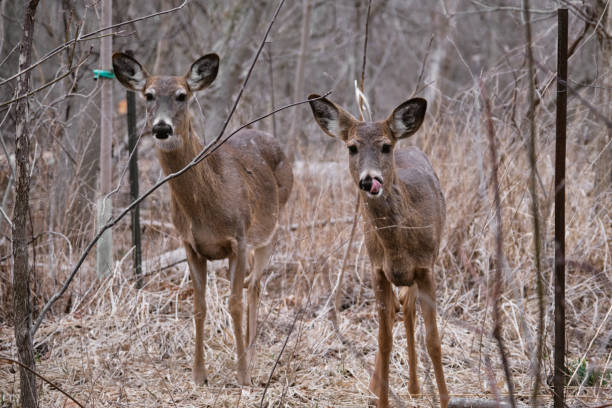 Two deers stock photo