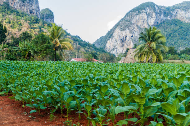 istock Tobacco field near Vinales, Cub 1311151567