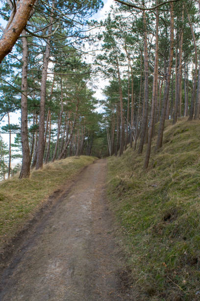 istock View of forest road in pine forest, forest background 1311152329