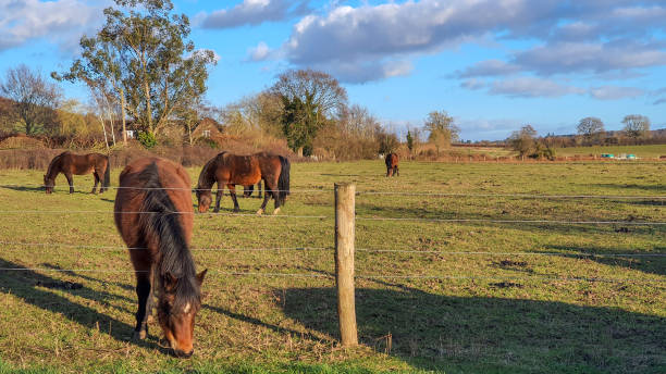 istock Horses in a green grass field pasture 1311152671
