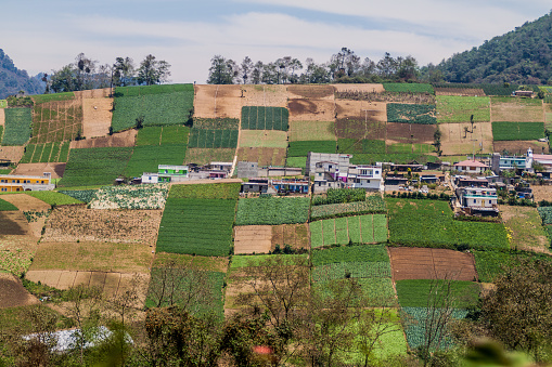 Vegetable fields near Zunil village, Guatemala