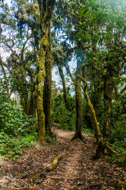 istock Trail through cloud forest covering San Pedro volcano, Guatema 1311152775