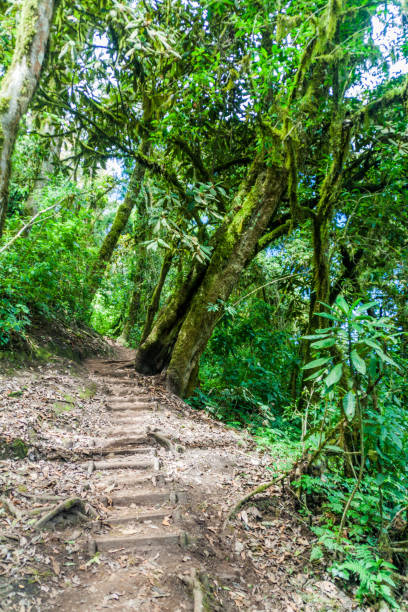 istock Trail through cloud forest covering San Pedro volcano, Guatema 1311152776