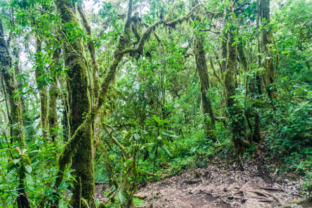 istock Cloud forest covering San Pedro volcano, Guatema 1311152784