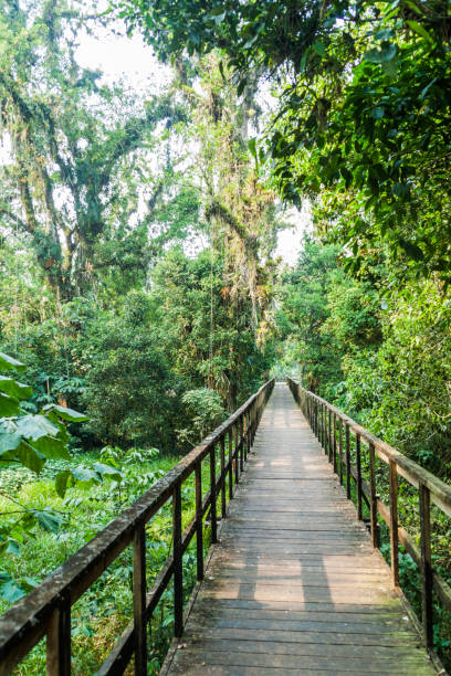 istock Boardwalk in eco-archaeological park Los Naranjos, Hondur 1311153932