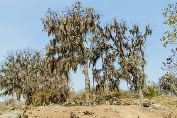 istock Trees with Spanish moss in Protected Area Miraflor, Nicarag 1311154143