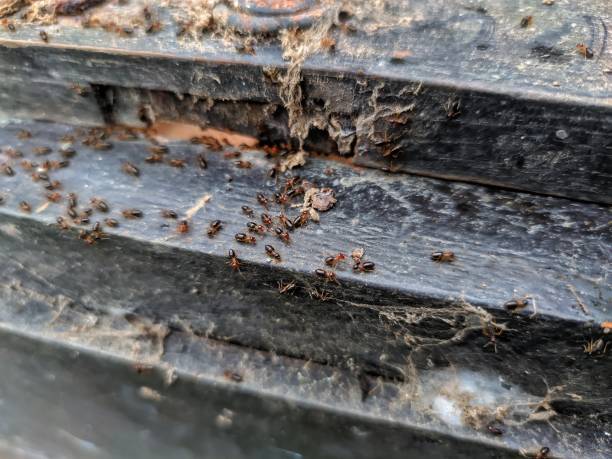 istock Termites Colony's in the Abandoned Wooden Cardboard 1311154164