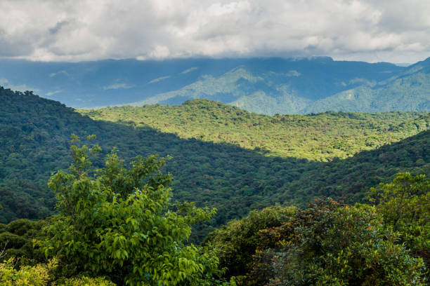 istock Cloud forest covering Monteverde Cloud Forest Biologic Reserve, Costa Ri 1311154575