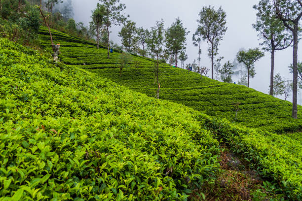 istock Tea plantations near Dambatenne village, Sri Lan 1311155472