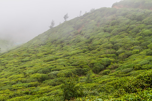 Tea gardens near Nuwara Eliya town, Sri Lanka