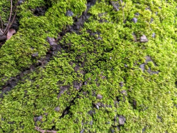 istock Close Up Moss Background Photo 1311156046