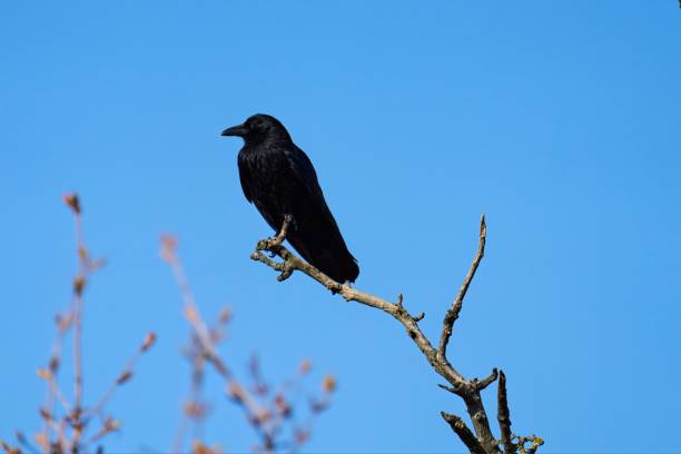 istock a black crow sits on a dry branch against a blue sky 1311157484