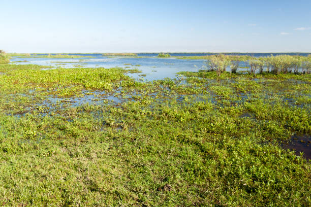 istock Wetlands  in Esteros del Ibera, Argentina 1311157635