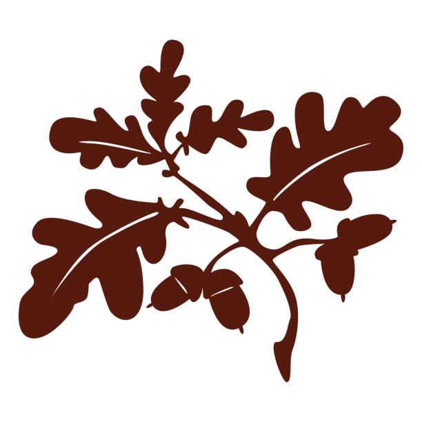 нарисованные вручную коричневые дубовые листья и желуди, рисуемые изолированными на белом фоне - oak leaf stock illustrations