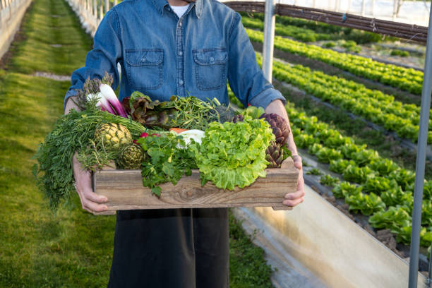 istock Hands holding wooden box with different vegetables 1311158517