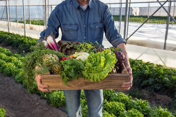 istock Farmer holding crate of fresh vegetables. 1311158651