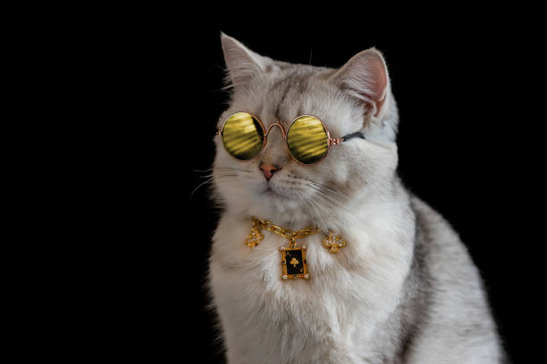 White cat wears sunglasses and gold chain on black background