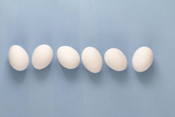 istock group of white chicken eggs on light blue background 1311159026