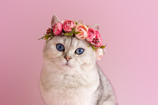 Beautiful white british cat with blue eyes wearing a crown of flowers on a pink background. Close up. Copy space