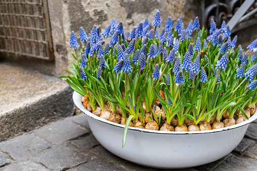 Blue muscari flowers (Grape hyacinth) in spring season in a flower pot