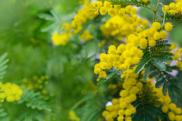 미모사 나무와 푹신한 부드러운 꽃의 무리. 노란 미모사 나무의 배경 - sensitive plant 뉴스 사진 이미지