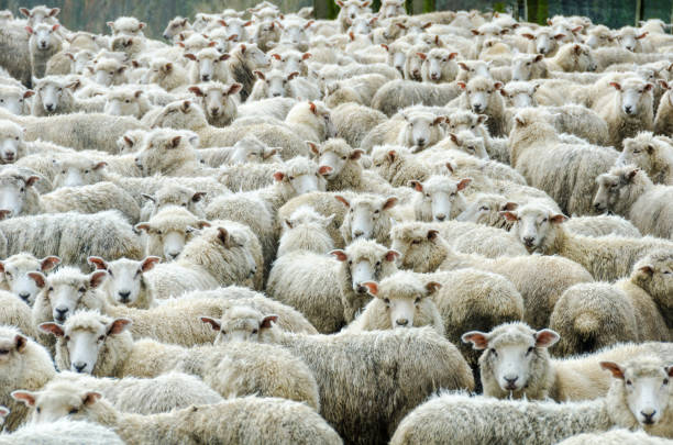 istock Herd of Sheep in the rain 1311160087