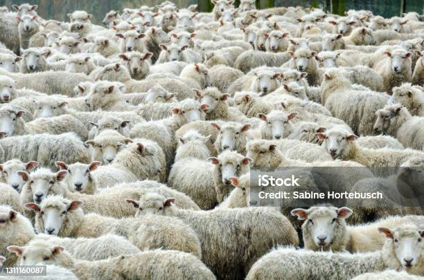 Herd Of Sheep In The Rain Stock Photo - Download Image Now - Sheep, Rain, Sheep Shearing