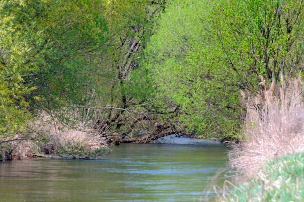 istock stream of a brook or a creek 1311160148