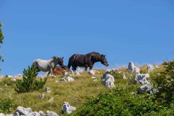 istock horses walking over mountain ridge in Croatia 1311160244