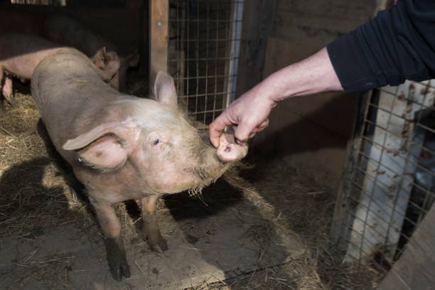 istock pig breeding in a pigsty 1311160456